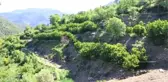 Erkenci Kirazın Hasadı Başladı