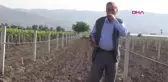 Manisa Üzüm Bağında Yeni Diktiği Asmalarını Köklediler, Bağ Direklerini Kırdılar