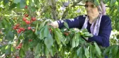 Dalları Bastı Kiraz