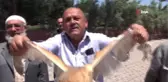 Nesli Tehlikede Olan Peçeli Baykuş Yaralı Halde Caminin Minaresinde Bulundu