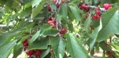 Manisa Dünyaya Kiraz İhraç Ediyor