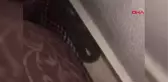 Mardin Evin Oturma Odasına Giren Yılan Korkuttu