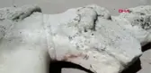Muğla Yüzerken 'Aslan Yavrusunu Emziren Mermer Kadın Heykeli' Buldu