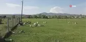 Bu Köy Geçimini Kazlardan Sağlıyor