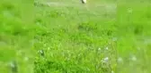 Köye İnen Dağ Keçisi Tekrar Doğaya Bırakıldı