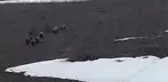Aç Kalan Domuz Sürüsü Karayoluna İndi
