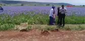 Antalya Zambak Bahçeleri Görselliğiyle Büyülüyor