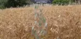 Yılın İlk Buğday Hasadı Başladı