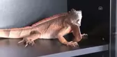 38 Santimetre Uzunluğunda İguana Bulundu - Düzce