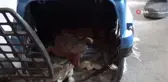 Düzce İtfaiyesi İlk Kez 'İguana' Yakaladı