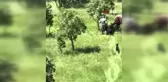Kayıp Keçinin İmdadına Mehmetçik Yetişti