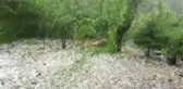 Ordu'da Ceviz Büyüklüğünde Dolu Yağdı