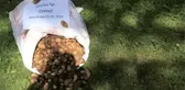 Salep Soğanı Toplayanlara Biyolojik Çeşitliliği Tahripten 300 Bin Lira Ceza Kesildi