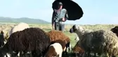 Çobanların Ramazanda Zorlu Mesaisi