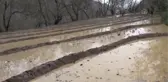 Bir asırdır doğal yönetmelerle çeltik üretiyorlar