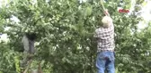 MANİSA Salihli'de erkenci kayısının hasadı başladı