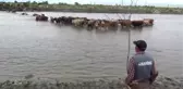 Muş'ta hayvanların nehirdeki yolculuğu