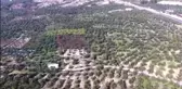 Tarihi zeytin ağaçları için tescil çalışması