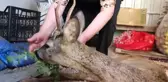 Yaralı karacayı boğulmaktan kurtardı