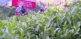 RİZE ÇAYDA YENİ ORGANİK GÜBRELEME MODELİYLE 3 KAT FAZLA VERİM ELDE EDİLDİ