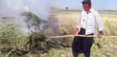 Arap ülkelerinin tutkusu firik hasadı başladı