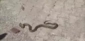 İş yerine giren 1,5 metre boyundaki yılan büyük korku yarattı