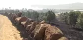 Gaziantep'de zeytinlik ve arpa tarlasında yangın