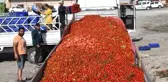 Domatesin fiyatı dibi gördü, üretici önlem istedi