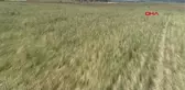 Amasya'da dolu zararı büyük