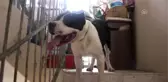 Pitbull cinsi köpeğin saldırdığı çift yaralandı