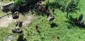 Eve sığmayan deve kuşları mahallelinin maskotu oldu