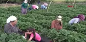 MUĞLA Vali Hanım Çileği üreticinin yüzünü güldürdü