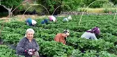 Kilosu 10 liradan satılan 'Vali Hanım Çileği' üreticinin yüzünü güldürdü! Hedef 800 ton