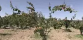 Malatya kayısısı 