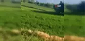 Karayoluna inen kurtlar böyle görüntülendi