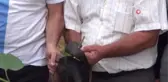İki boynuzu bulunan keçinin kulağından çıkan üçüncü boynuz görenleri şaşırtıyor