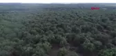 KIRKLARELİ Bu ormandan yıllardır ağaç kesilmiyor