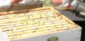 Gazetecilikten ödüllü bal üreticiliğine