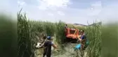 Bataklıkta kalan inek kurtarıldı