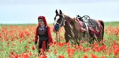 Gelincik tarlaları doğal fotoğraf stüdyosuna dönüştü