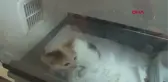 İSTANBUL- YAVRU KEDİYİ KURTARAN KAHRAMAN İŞÇİ O ANLARI ANLATTI