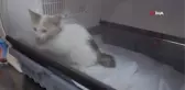 Kediyi suni teneffüsle hayata döndüren belediye işçisi o anları anlattı