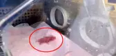 Dünyanın en küçük pandası dünyaya geldi