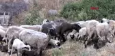 İZMİR UMUT SÜRÜSÜ