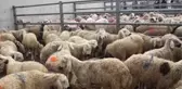 Hayvan pazarında kurban denetimi