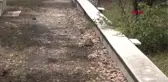 ISPARTA Mezarlıkta betona dizili 23 kaplumbağa ölüsü bulundu