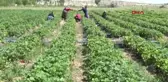 NİĞDE Ev kadını devletten aldığı destekle çilek üretimine başladı