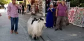 Keçisi ile evcilleştirdiği kargaları arkadaş oldu