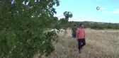 Dev çekirge bu kez Gaziantep'te görüntülendi