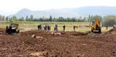 Erzincan'da şaşkına çeviren görüntü! İnekleri tarlada bu halde buldular